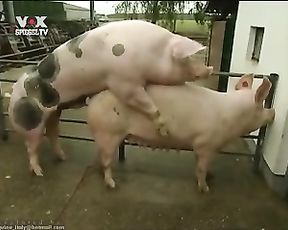 Порно свиней. Реальное видео как хряк трахает свиноматку