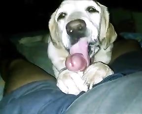 Парень снимает домашнее зоо порно со своей собакой