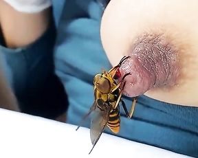 Порно с осой, насекомое пьет кровь на соске девушки