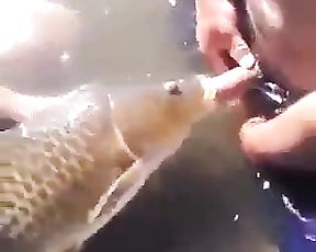 Парень дал в рот рыбе, видео секса с рыбой на речке