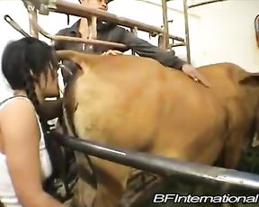 Тайское зоо порно девки с коровой, лижет пизду животному и есть говно