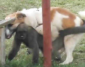 Собака трахает обезьяну. Порно животных