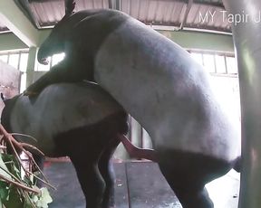 Порно тапиров, вязка животных видео hd