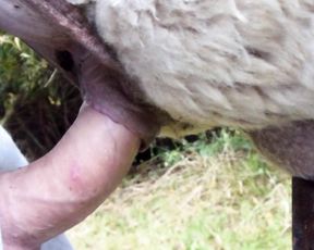 Парень трахает овцу, порно с животным на камеру