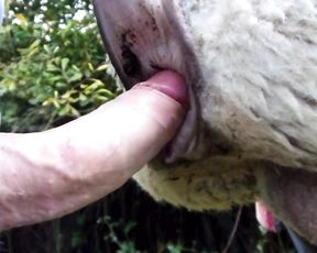 Парень трахает козу, то в жопу то в пизду