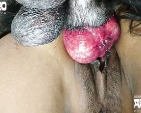 Зоо порно Азия, член собаки застрял в письке девушки во время вязки. Artofzoo