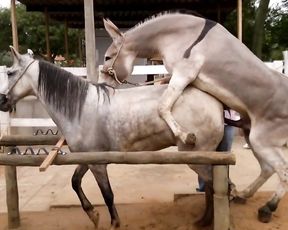 Осел трахает лошадь, видео секса животных