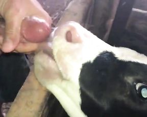 Телёнок сосет толстый хуй мужика зоофила, частное видео