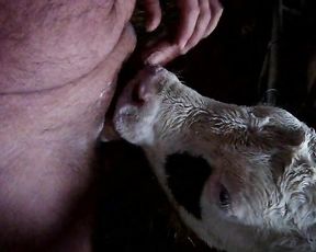 Теленок сосет хуй у колхозного зоофила